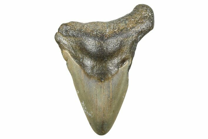 Bargain, Juvenile Megalodon Tooth - North Carolina #371699